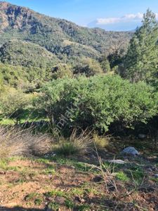 Arsa-Arazi
