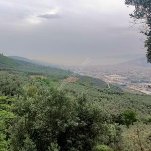 Arsa-Zeytinlik