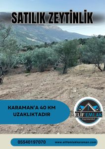 Arsa-Zeytinlik