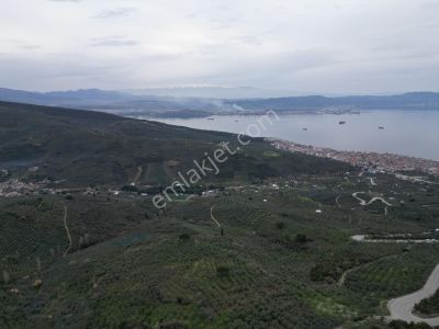 Arsa-Arazi