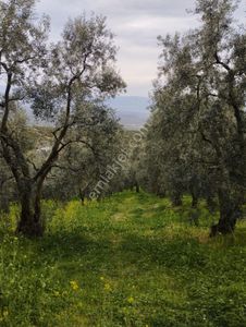 Arsa-Zeytinlik