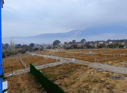 Arsa-Zeytinlik
