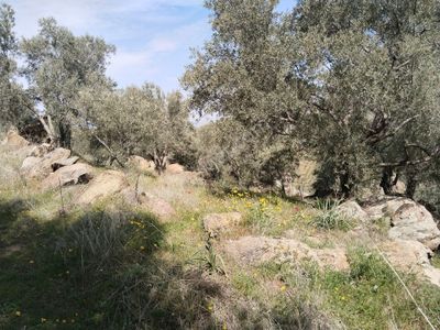 Arsa-Tarla