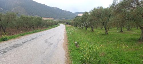 Arsa-Zeytinlik