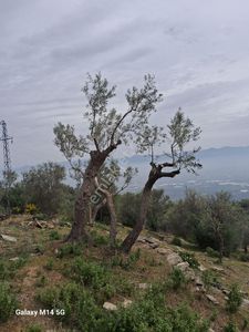 Arsa-Zeytinlik
