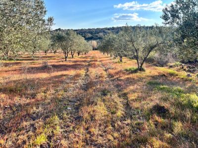 Arsa-Tarla
