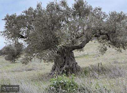 Arsa-Zeytinlik