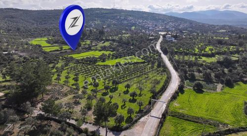 Arsa-Zeytinlik