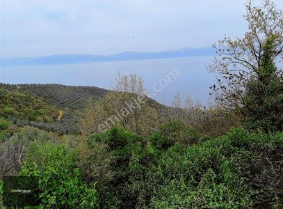 Arsa-Zeytinlik