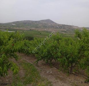 Arsa-Bağ & Bahçe