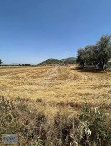 Arsa-Tarla