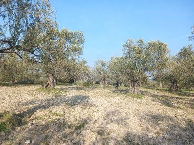 Arsa-Zeytinlik