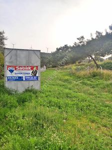 Arsa-Zeytinlik
