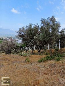Arsa-Zeytinlik