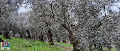 Arsa-Zeytinlik