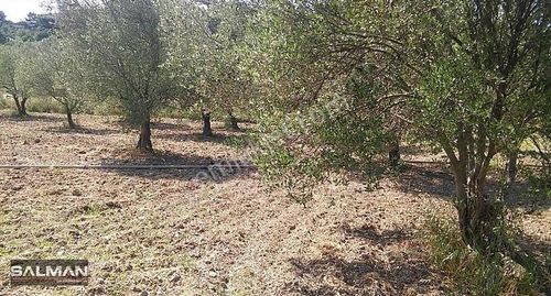 Arsa-Zeytinlik
