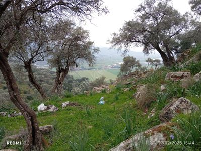 Arsa-Zeytinlik