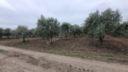 Arsa-Zeytinlik