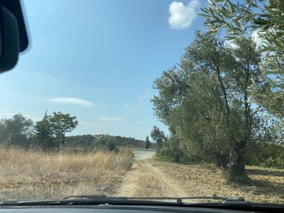 Arsa-Zeytinlik