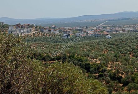 Arsa-Zeytinlik