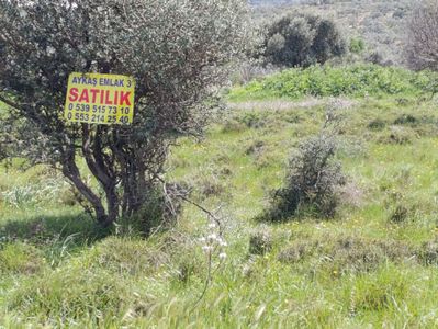 Arsa-Zeytinlik