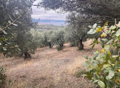 Arsa-Zeytinlik