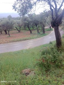 Arsa-Zeytinlik