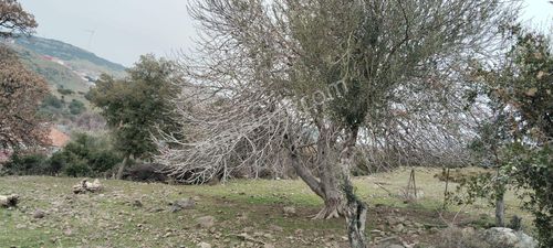 Arsa-Konut İmarlı