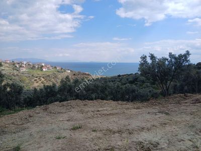 Arsa-Zeytinlik