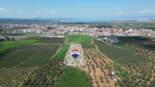 Arsa-Zeytinlik