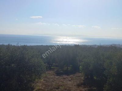 Arsa-Zeytinlik