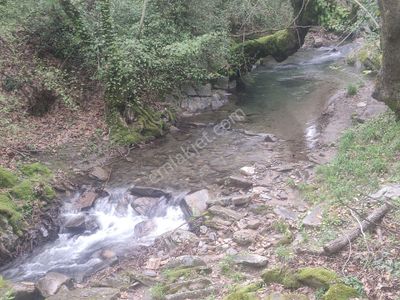 Arsa-Zeytinlik