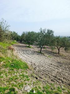 Arsa-Tarla