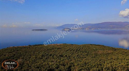 Arsa-Zeytinlik