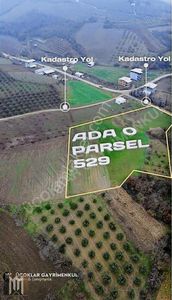 Arsa-Tarla