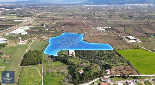 Arsa-Zeytinlik