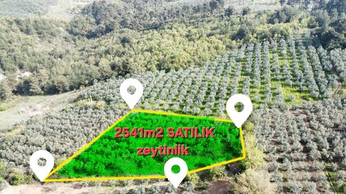 Arsa-Zeytinlik
