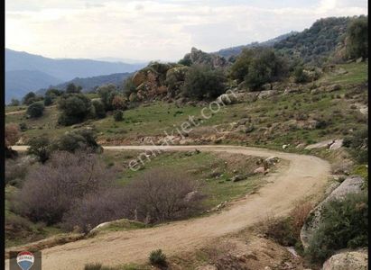 Arsa-Zeytinlik