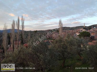 Arsa-Zeytinlik