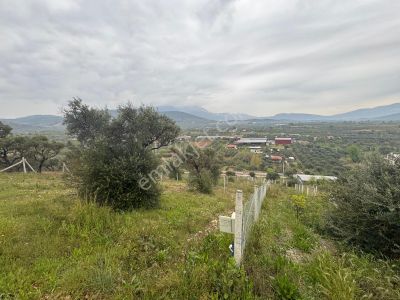 Arsa-Zeytinlik