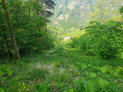 Arsa-Arazi