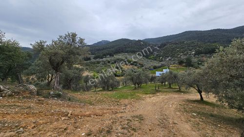 Arsa-Zeytinlik