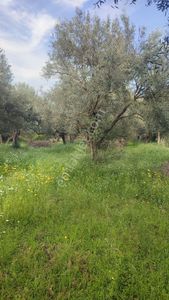Arsa-Zeytinlik