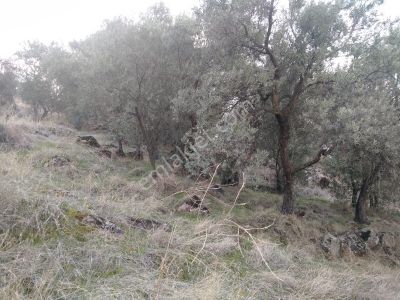 Arsa-Tarla