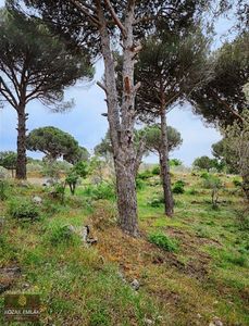Arsa-Bağ & Bahçe