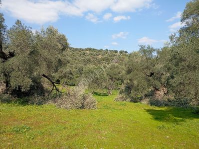 Arsa-Zeytinlik