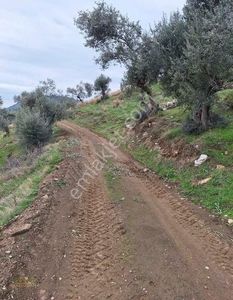 Arsa-Zeytinlik