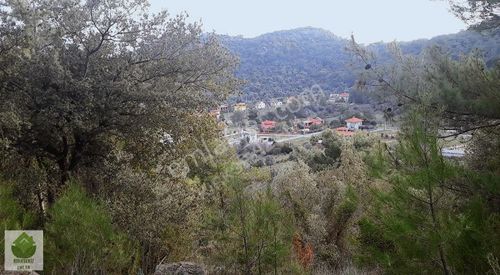 Arsa-Zeytinlik