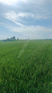 Arsa-Tarla