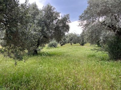 Arsa-Zeytinlik